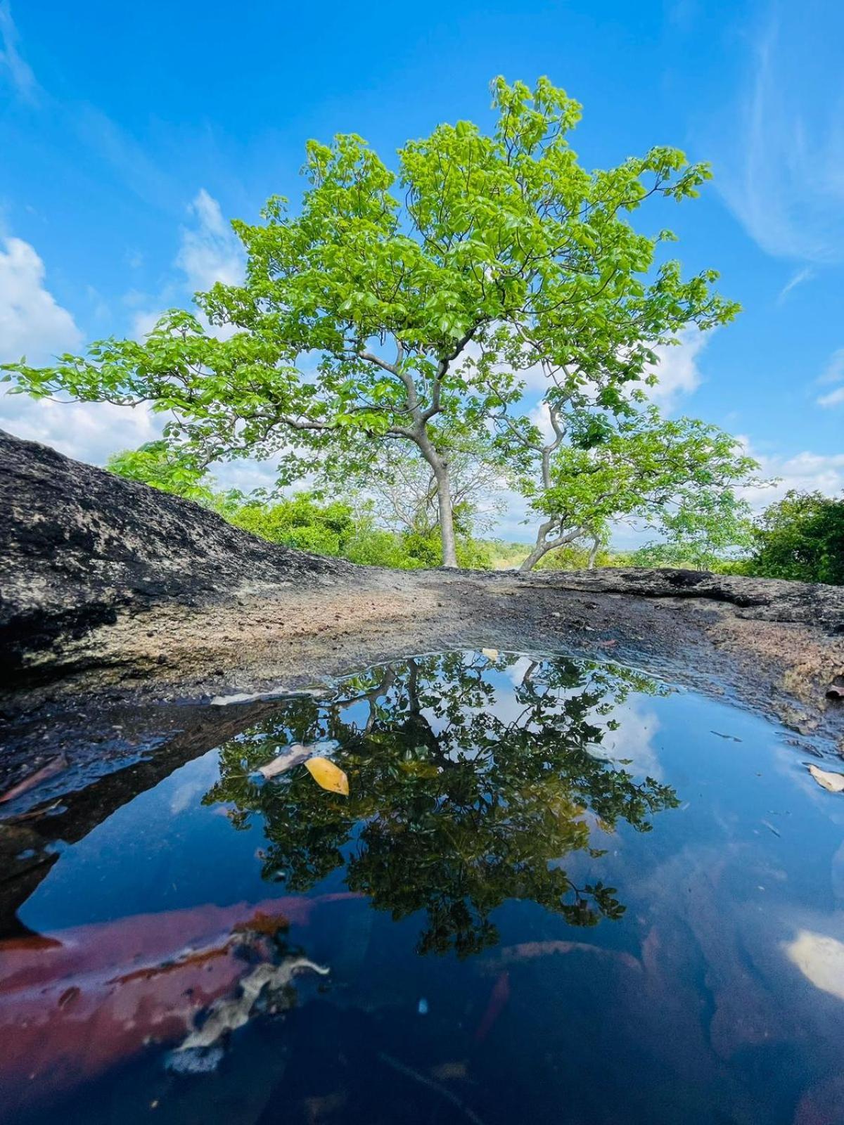 Birdwing Sigiriya Hotel Екстериор снимка